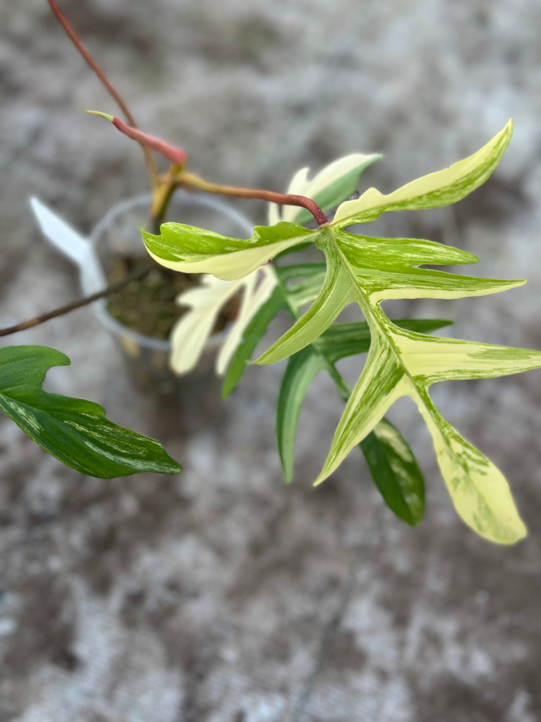 Philodendron Florida Beauty x Polypodioides