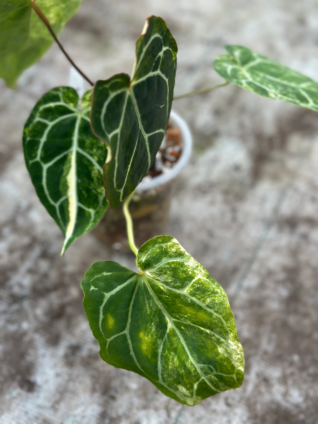 Anthurium Crystallinum Aurea Variegated