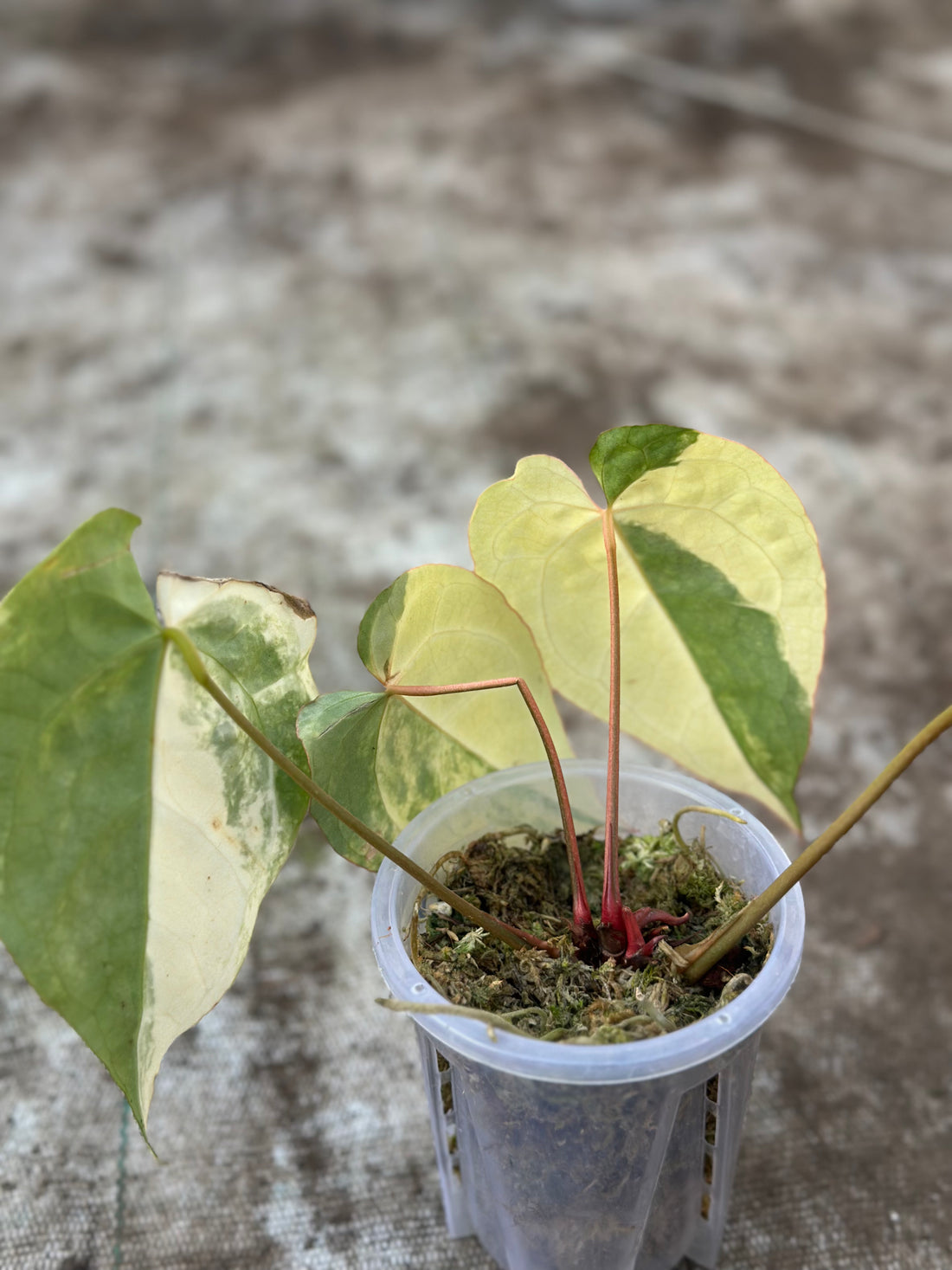 Anthurium Crystallinum Variegated