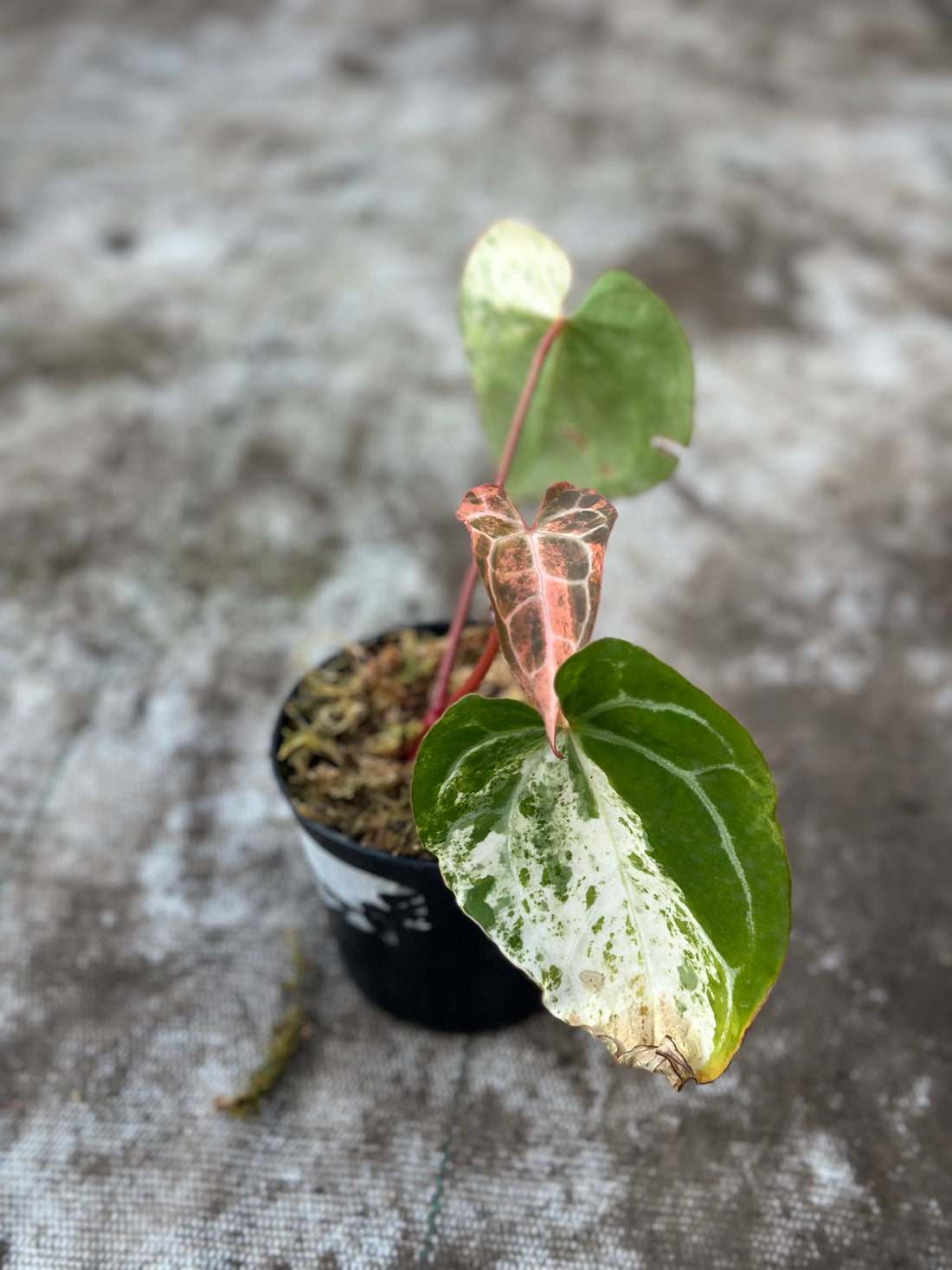 Anthurium Crystallinum Variegated
