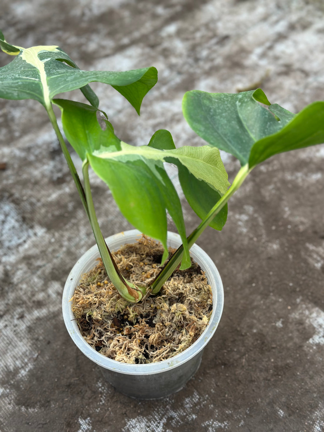 Monstera White Lava Nr 1.