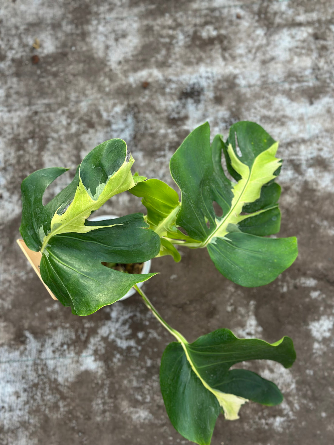 Monstera White Lava Nr 2.