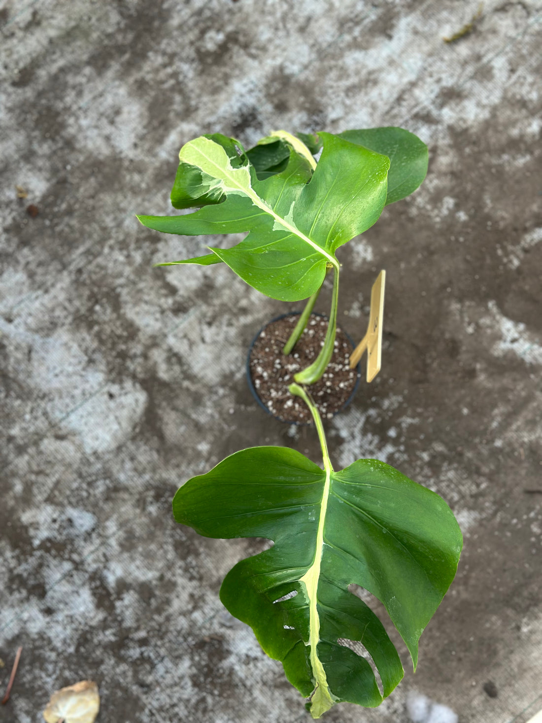 Monstera White Lava Nr 3.