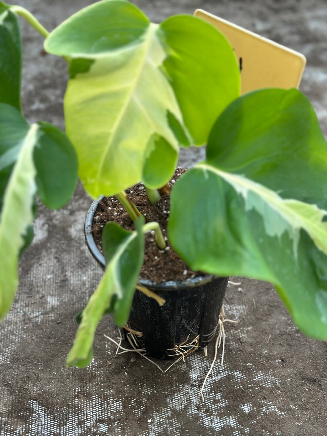 Monstera White Lava Nr 4.