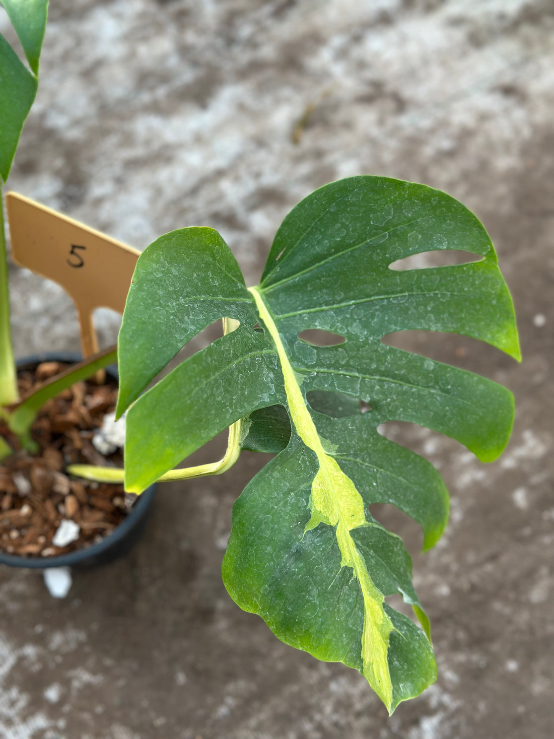 Monstera White Lava Nr 5.