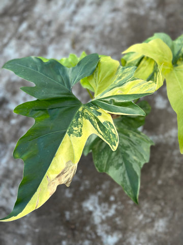Philodendron Angela Variegated