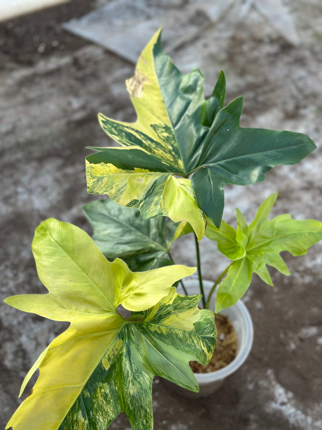 Philodendron Angela Variegated