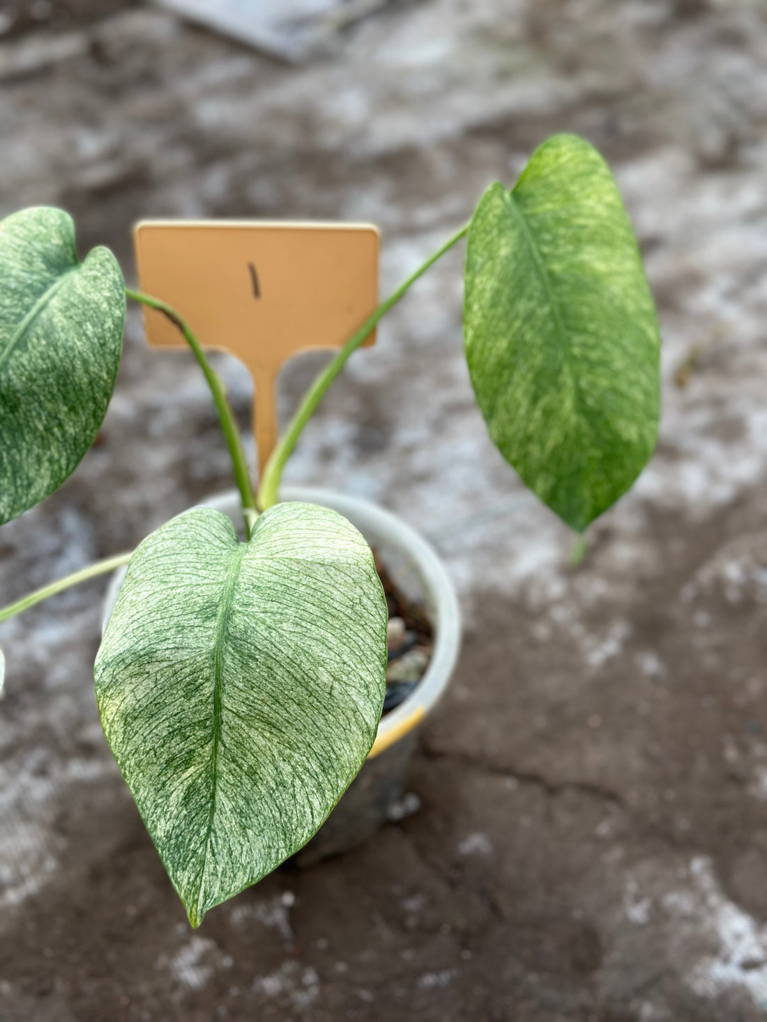 Monstera Full Mint Nr 1.