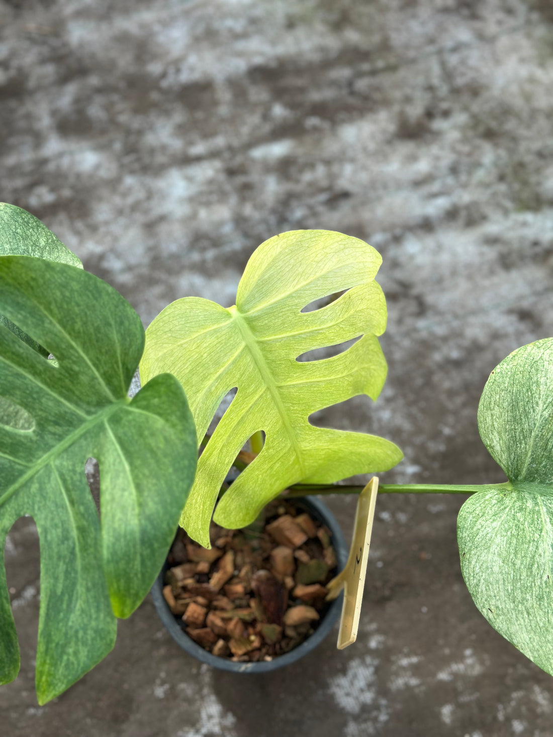 Monstera Full Mint Nr 2.