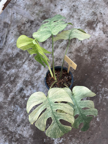 Monstera Full Mint Nr 3.
