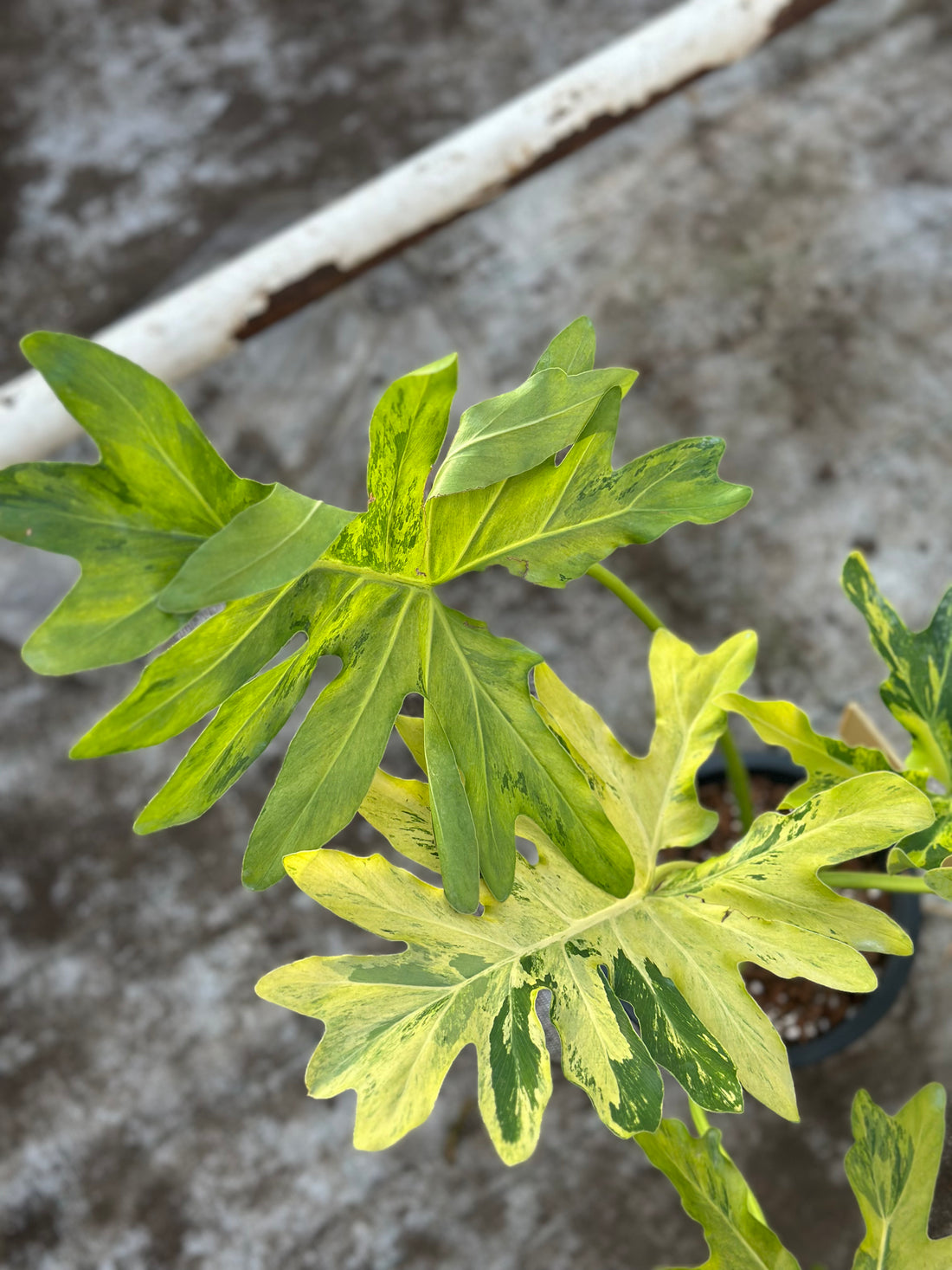 Philodendron Selloum Fire Variegated Nr 1.