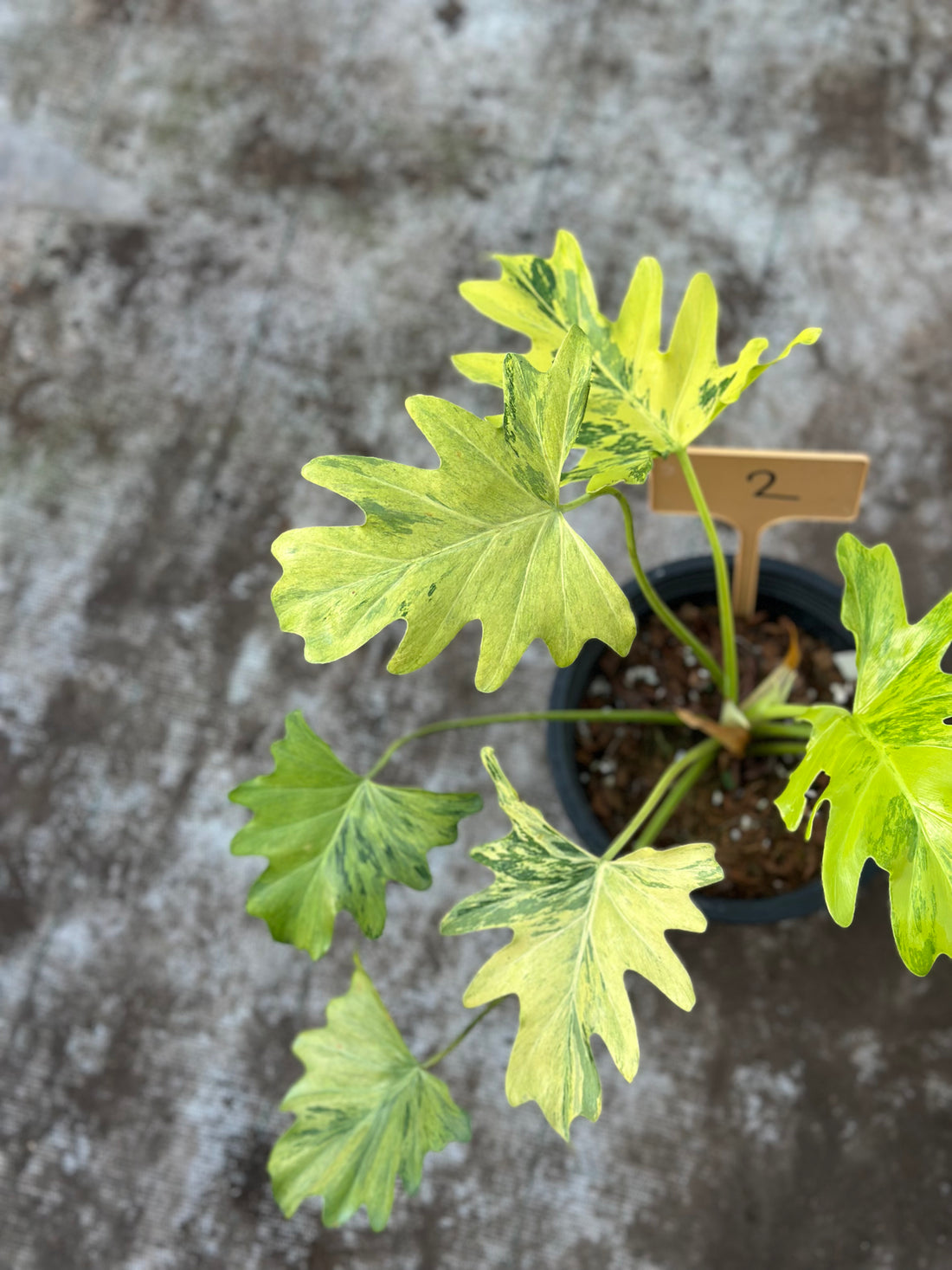 Philodendron Selloum Fire Variegated Nr 2.