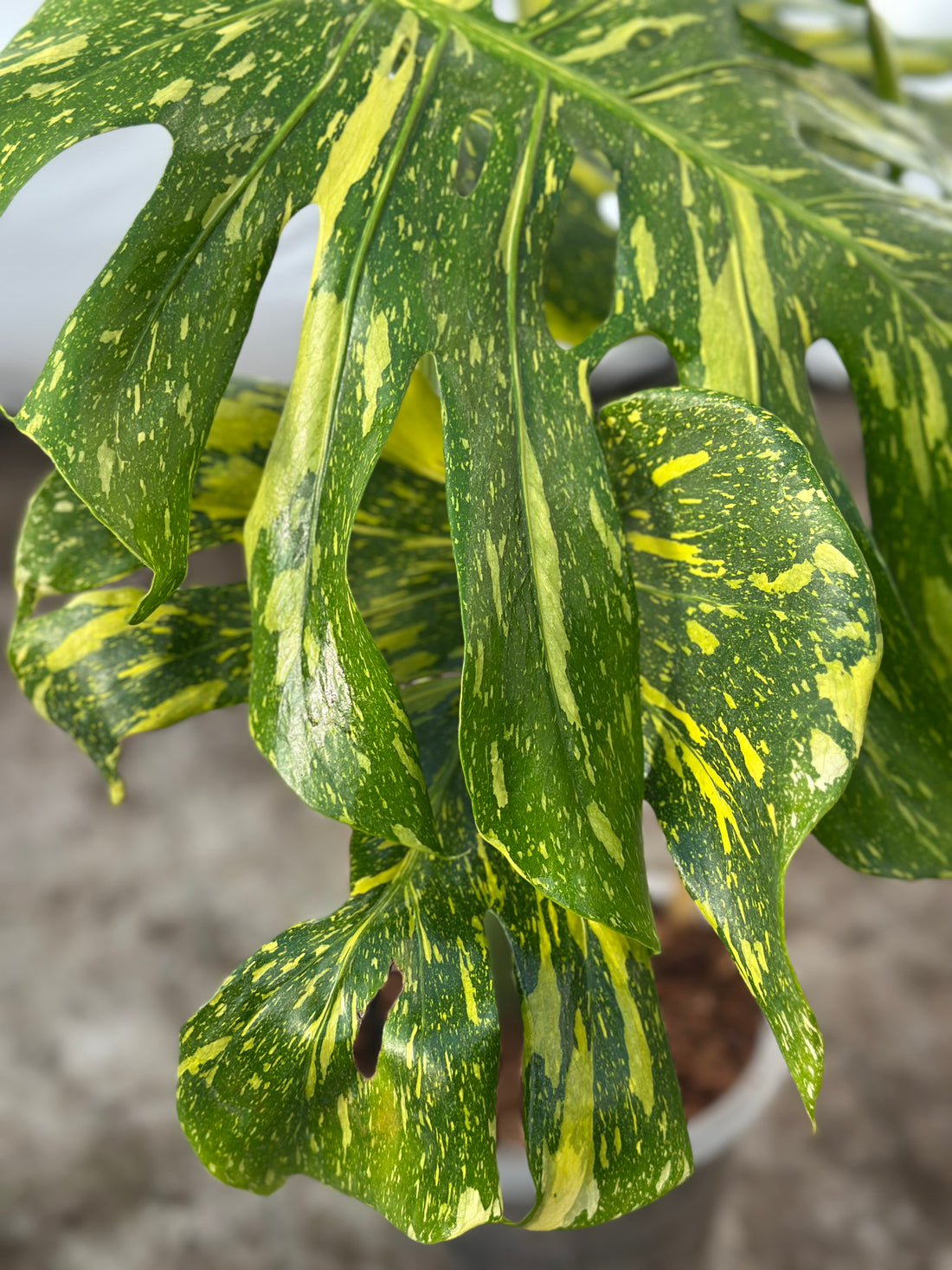 Monstera Electrolyte Nr 1.