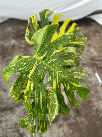 Monstera Electrolyte Nr 1.