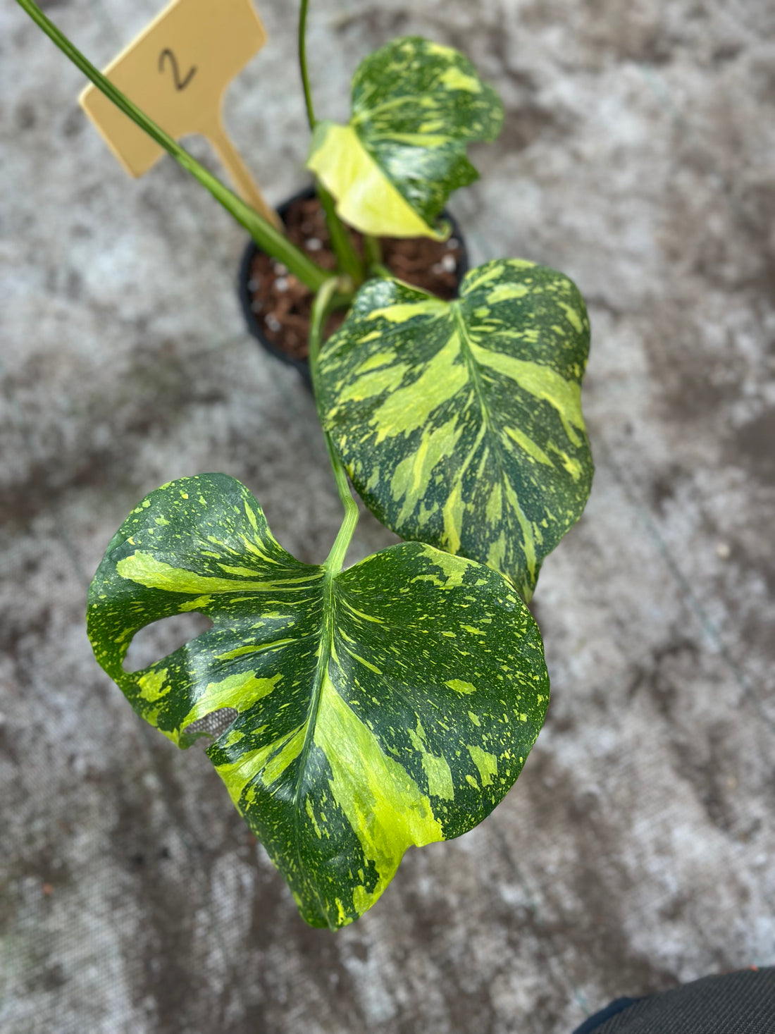 Monstera Electrolyte Nr 2.