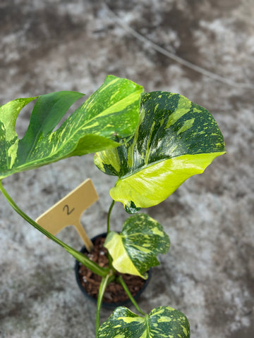 Monstera Electrolyte Nr 2.