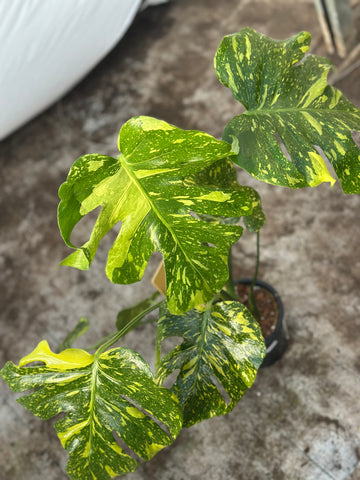 Monstera Electrolyte Nr 3.