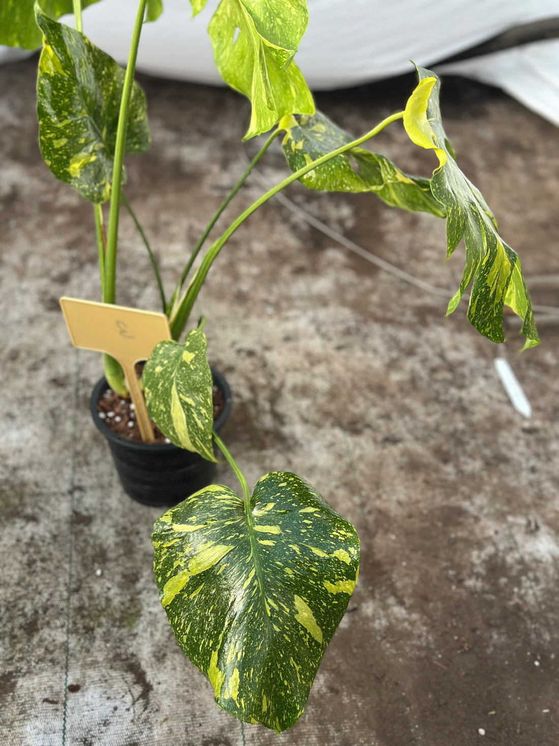 Monstera Electrolyte Nr 3.