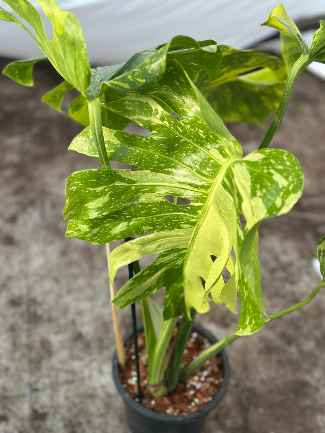 Monstera Electrolyte Nr 4.