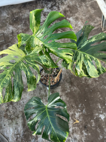 Monstera Ocean Mint Nr 1.