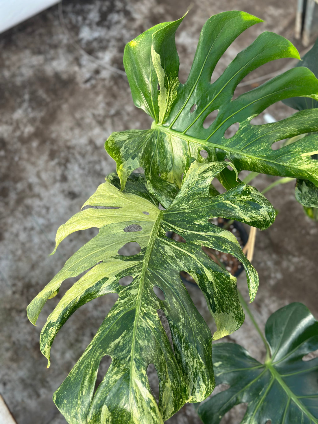 Monstera Ocean Mint Nr 1.