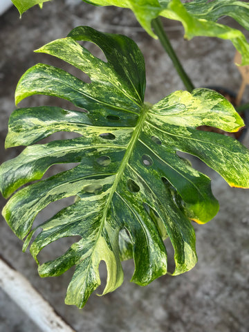 Monstera Ocean Mint Nr 4.