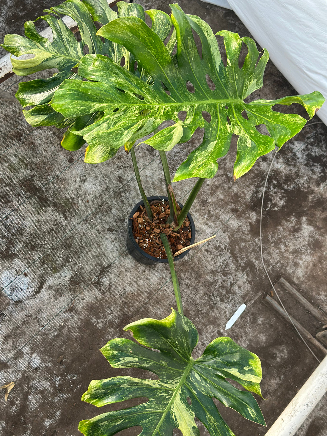 Monstera Ocean Mint Nr 4.