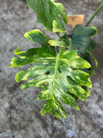 Monstera Ocean Mint Nr 5.