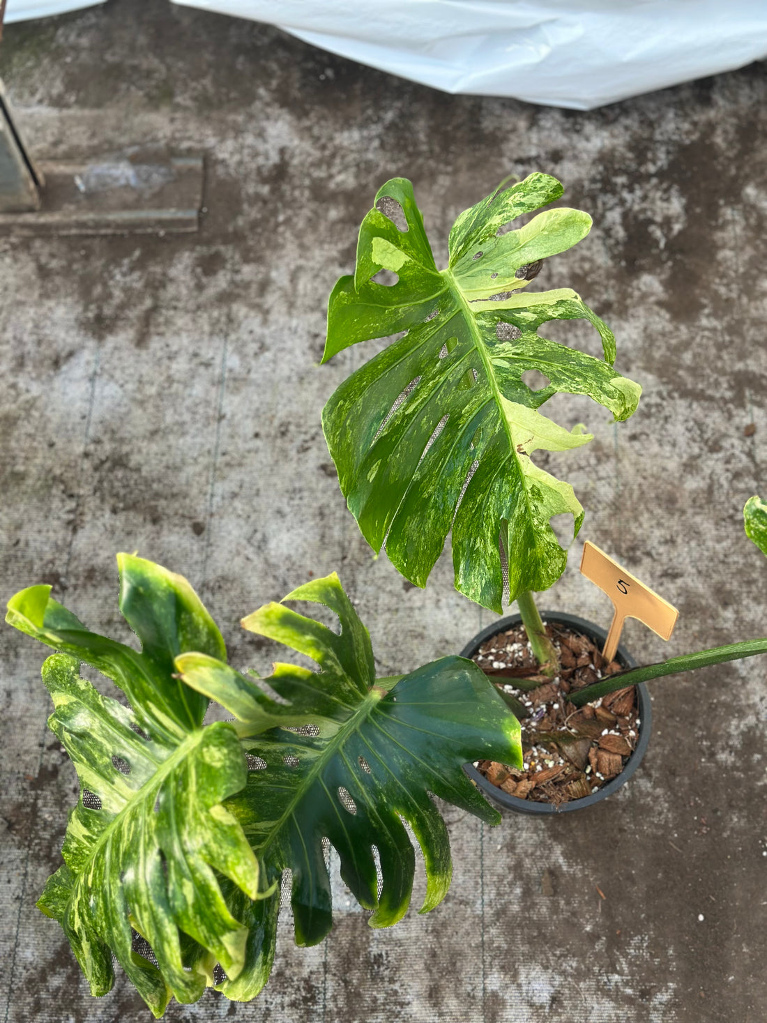 Monstera Ocean Mint Nr 5.