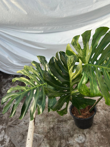 Monstera Ocean Mint Nr 6.