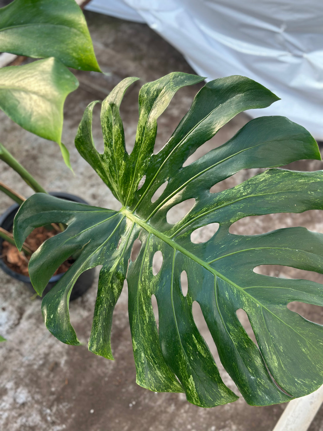 Monstera Ocean Mint Nr 6.