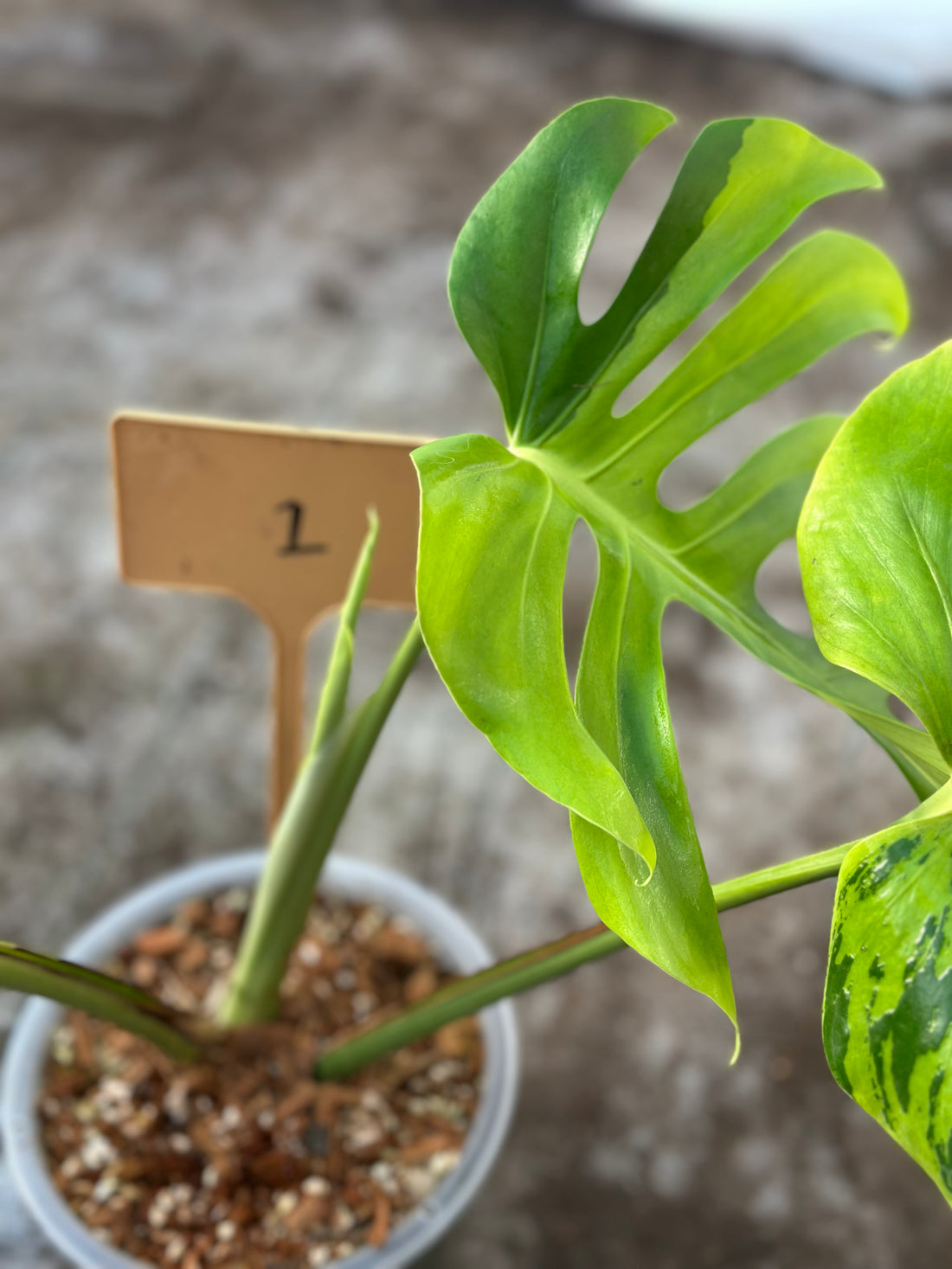 Monstera Light Lime Nr 1.