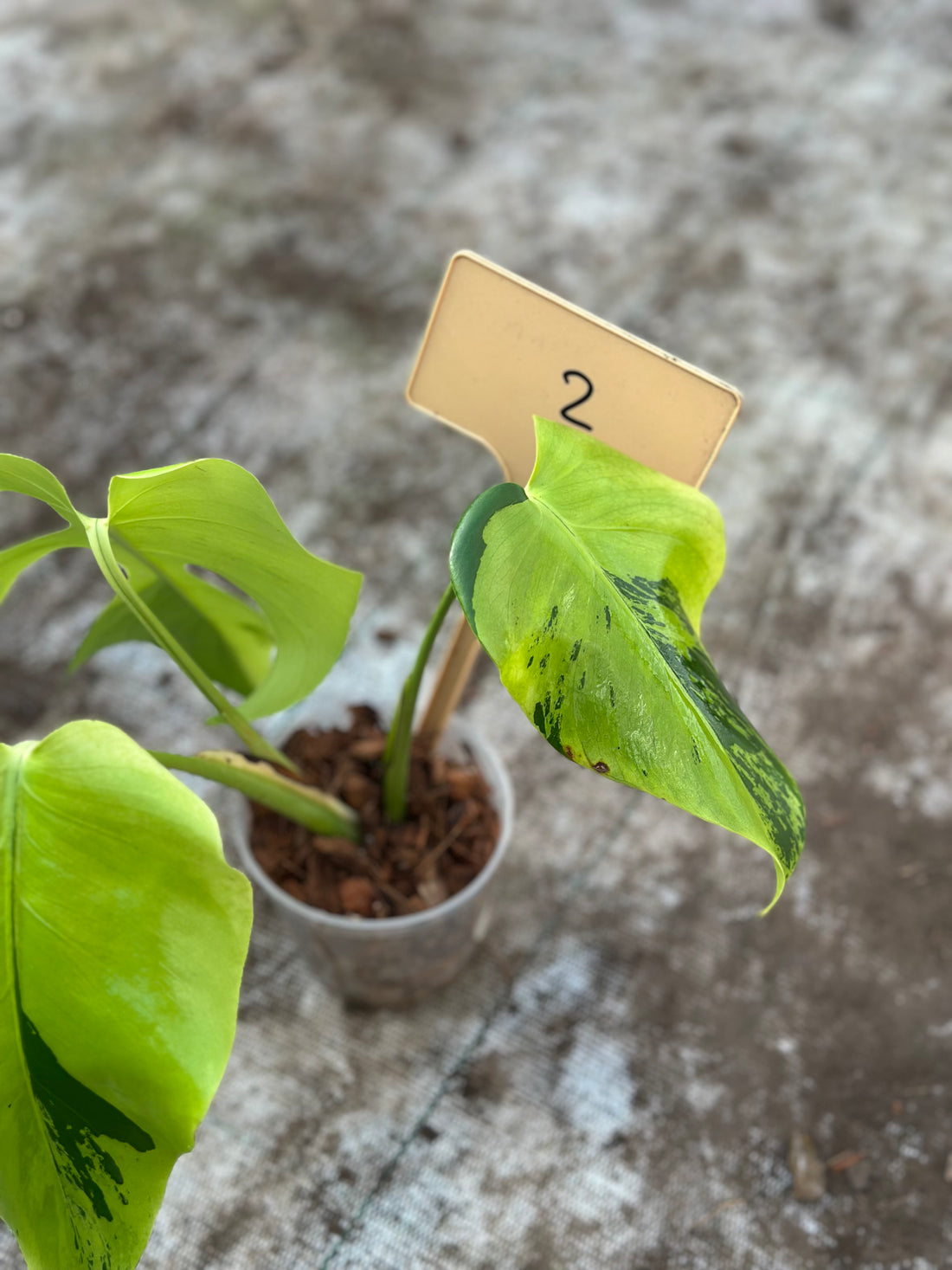 Monstera Light Lime Nr 2.
