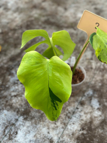 Monstera Light Lime Nr 2.