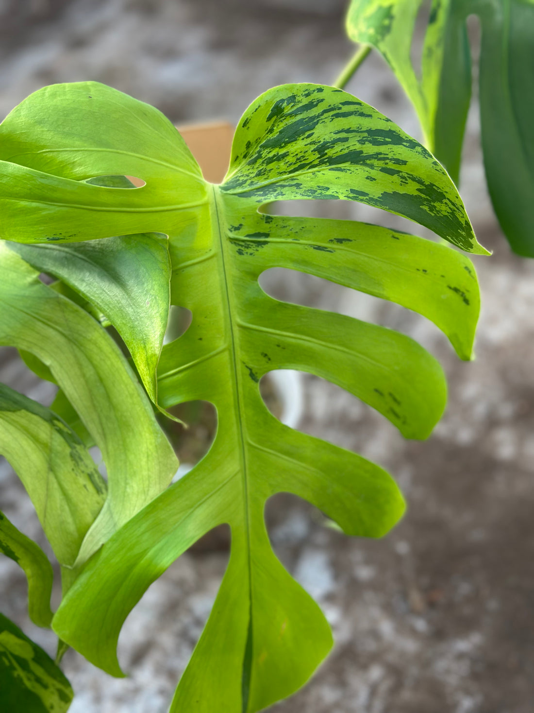 Monstera Light Lime Nr 3.