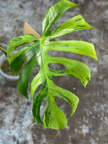 Monstera Light Lime Nr 3.