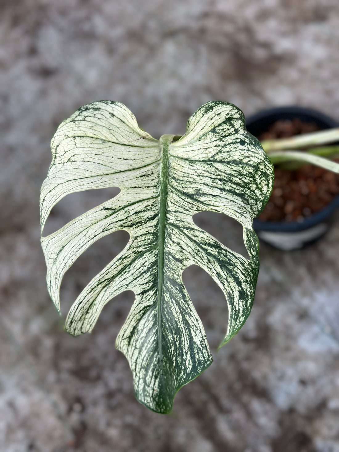 Monstera Devil Monster Nr 1.