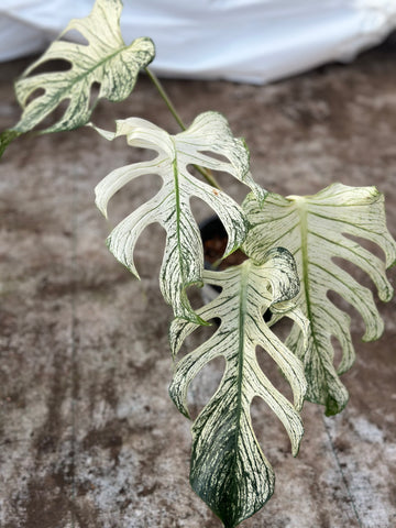 Monstera Devil Monster Nr 1.