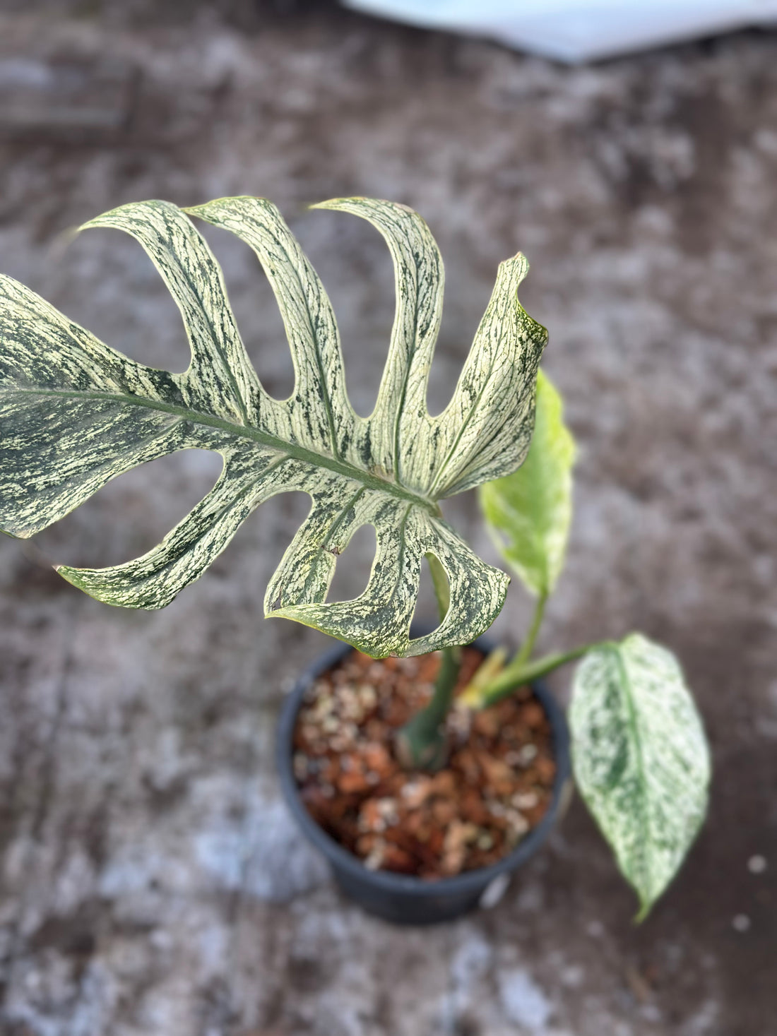 Monstera Devil Monster Nr 2.