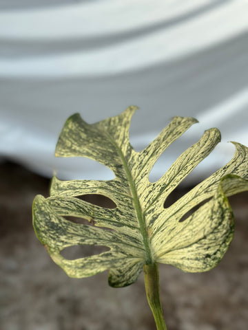 Monstera Devil Monster Nr 2.