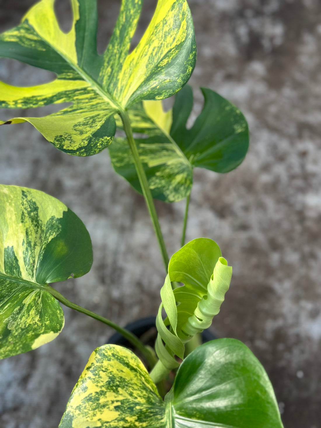 Monstera Deliciosa Pom Pom | Monstera Deli Lemon Pom Pom