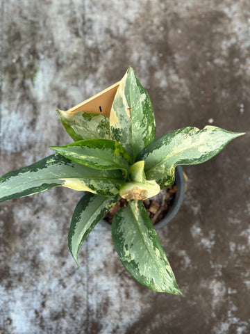 Aglaonema Suvarnabhumi Variegated