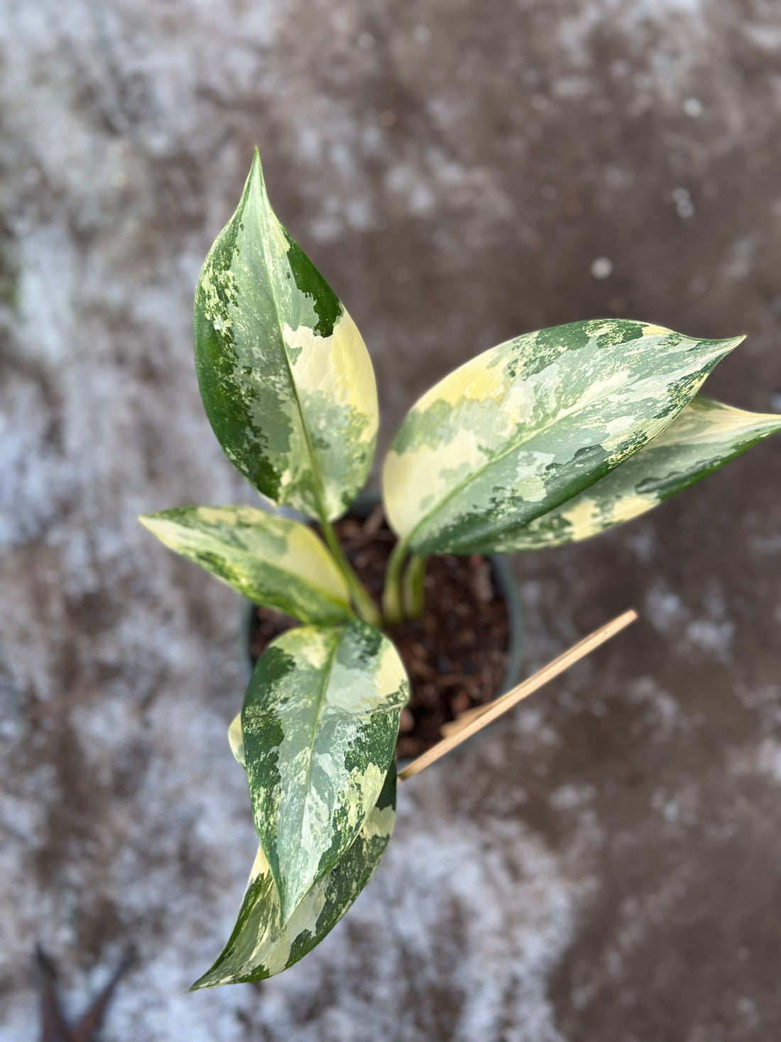 Aglaonema Suvarnabhumi Variegated