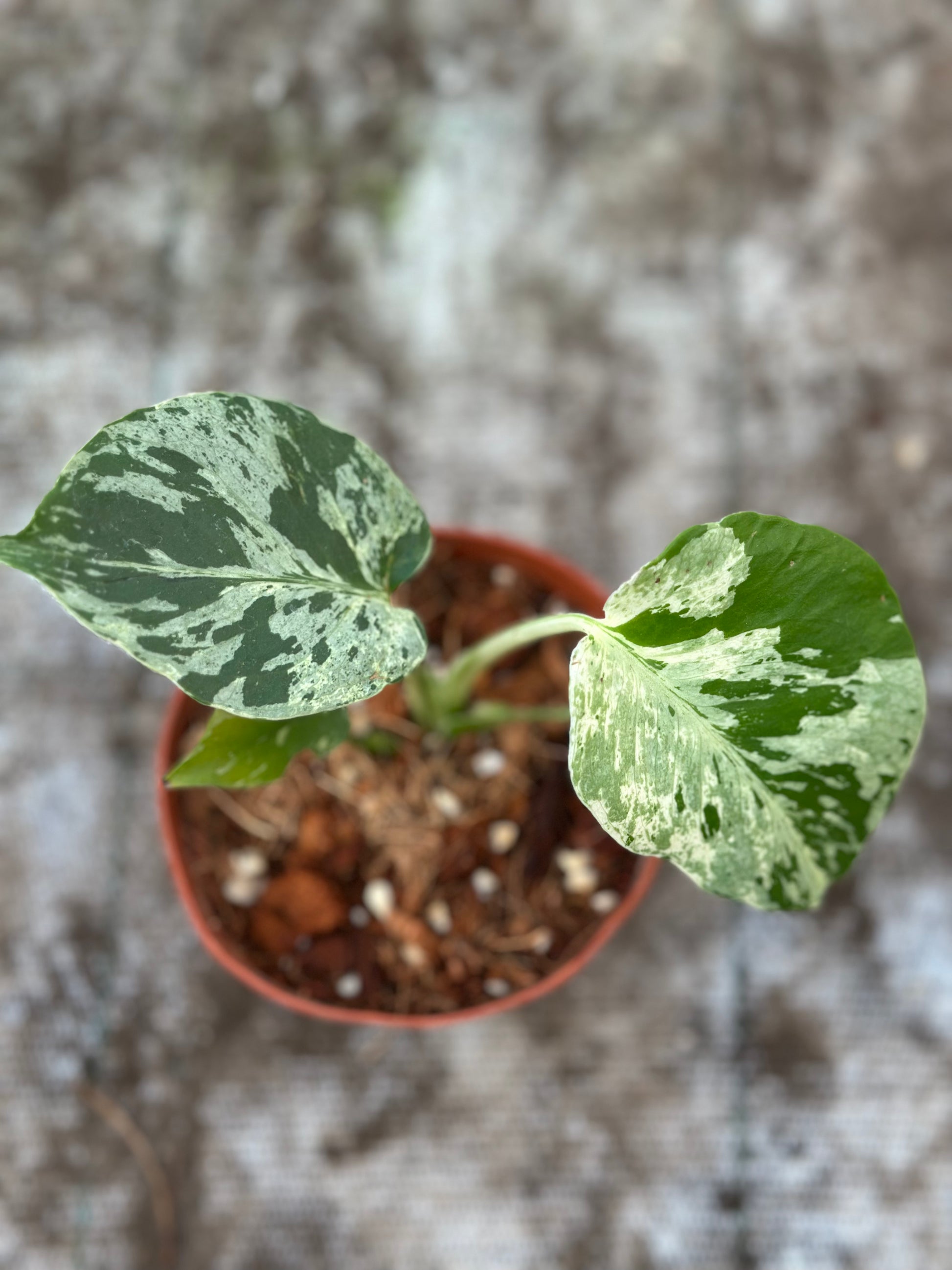 Monstera Deliciosa “Bulbasaur” – GrowJungle