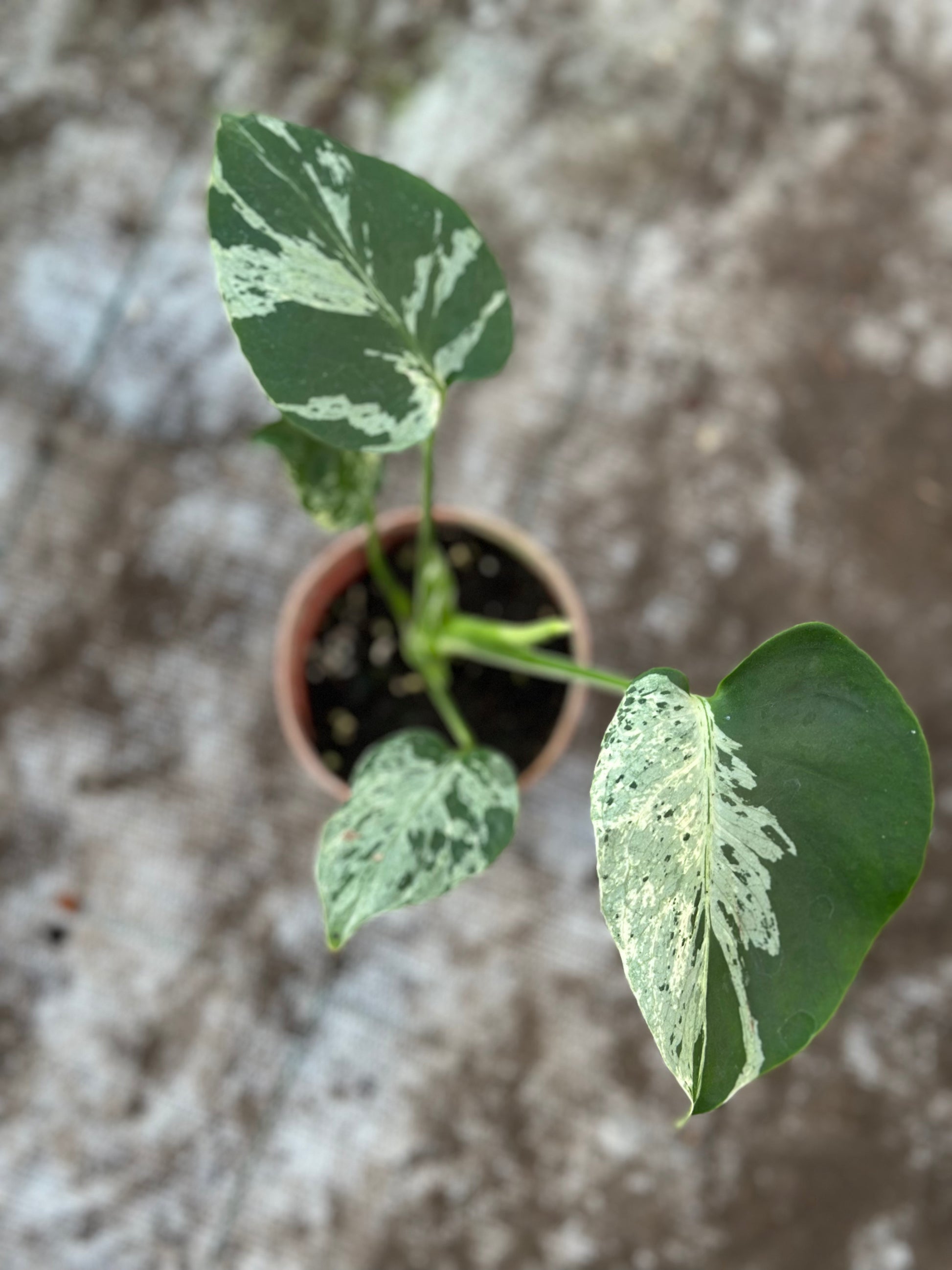 Monstera Deliciosa “Bulbasaur” – GrowJungle