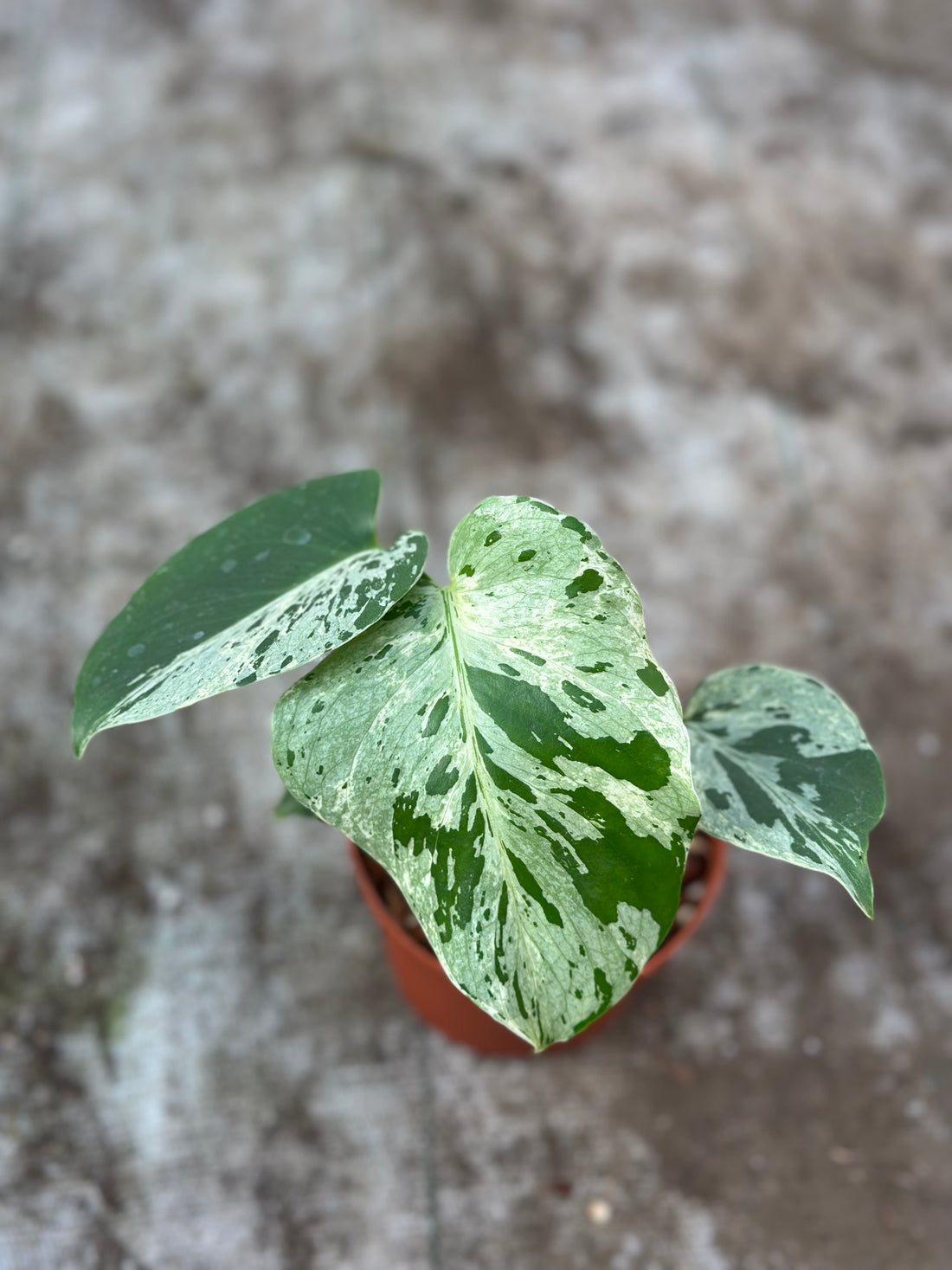 Monstera Deliciosa “Bulbasaur”