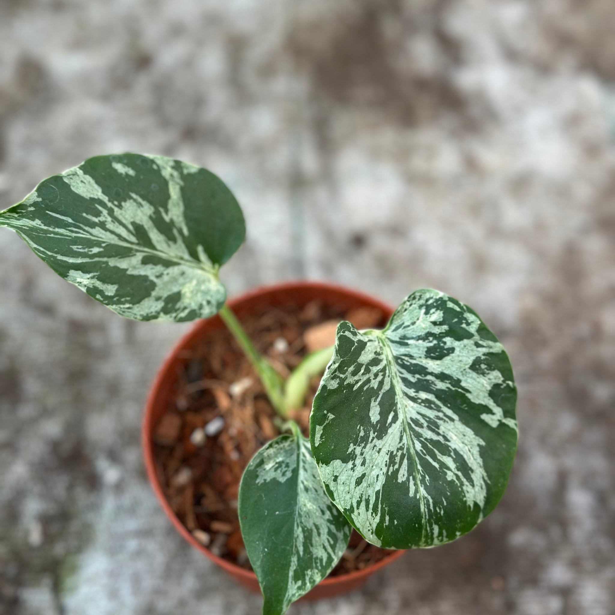 Monstera Deliciosa “Bulbasaur” – GrowJungle