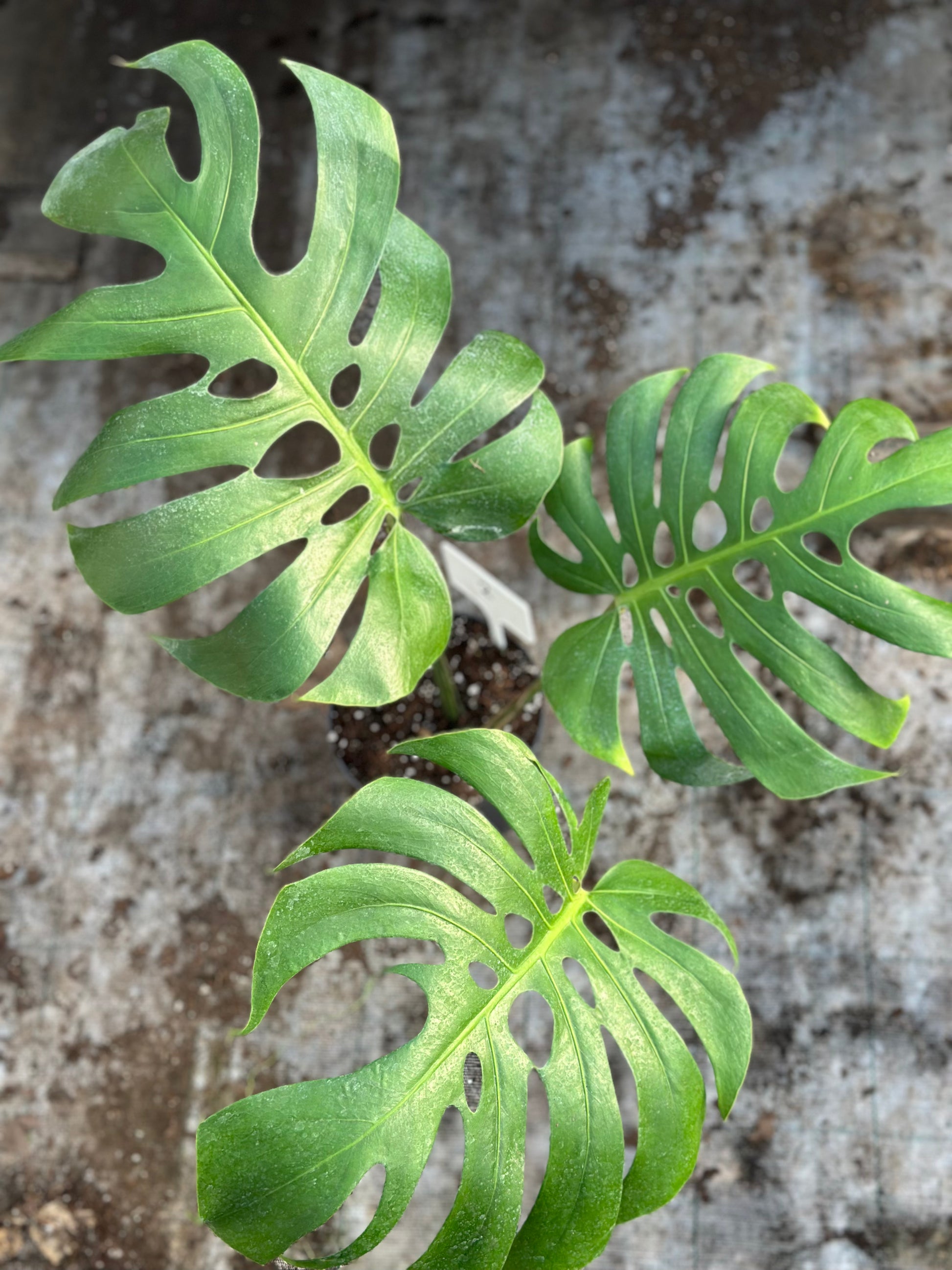 Monstera Form 6 – GrowJungle