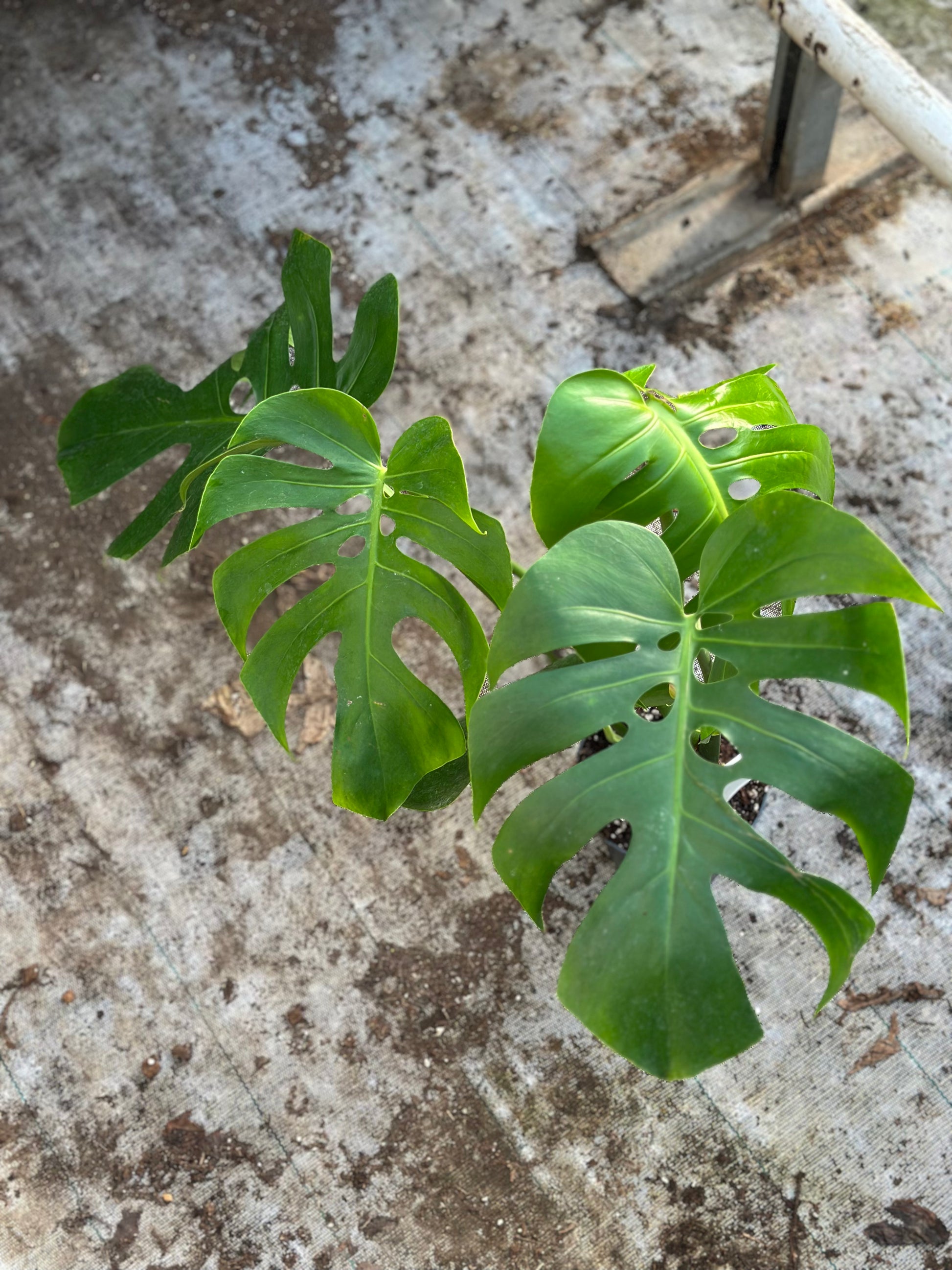 Monstera Form 6 – GrowJungle