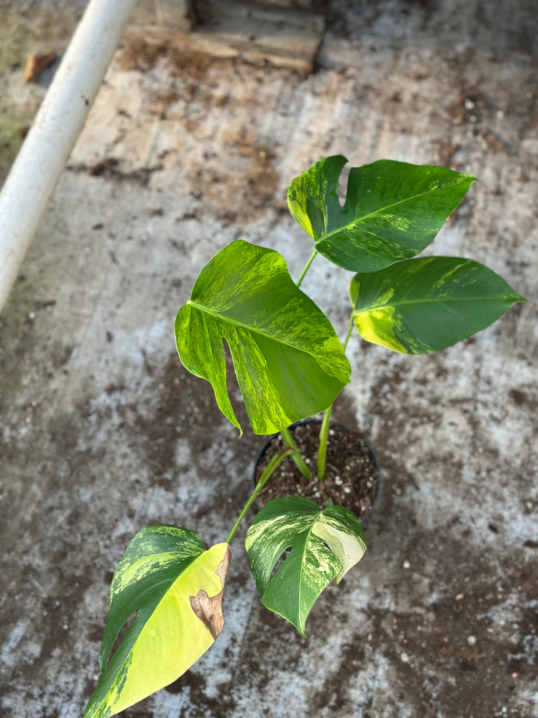 Monstera Aurea Variegated